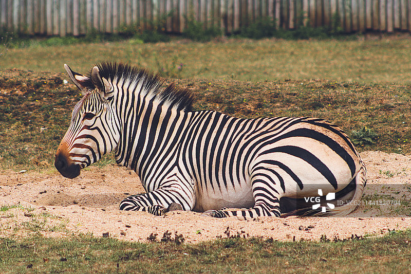 一只条纹斑马图片素材