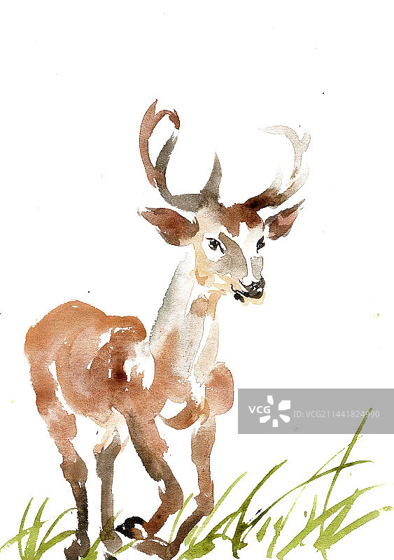 可爱的小鹿图片素材