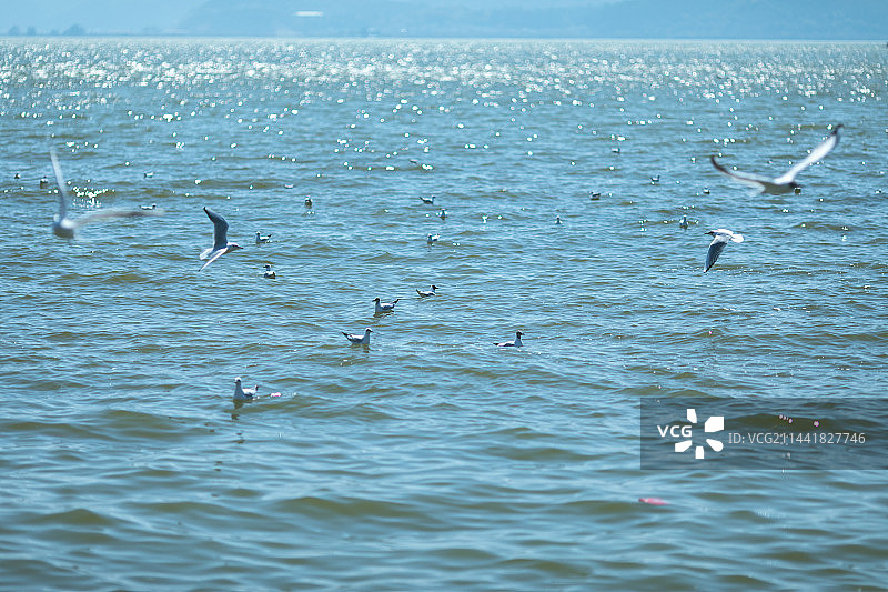 云南昆明海埂公园的红嘴海鸥图片素材