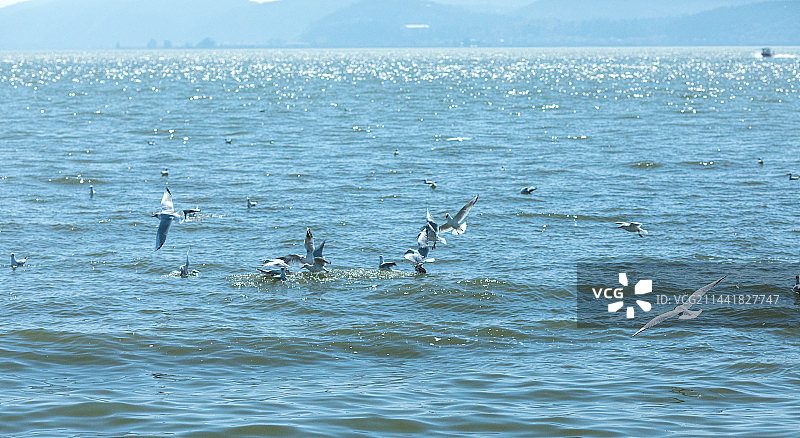 云南昆明海埂公园的红嘴海鸥图片素材