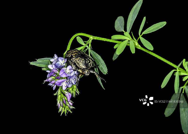 紫苜蓿花与蝽图片素材