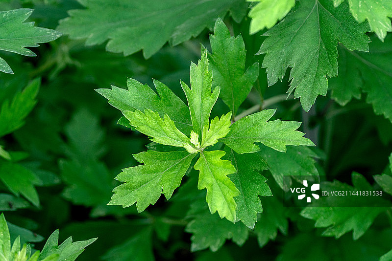艾叶的特写图片素材