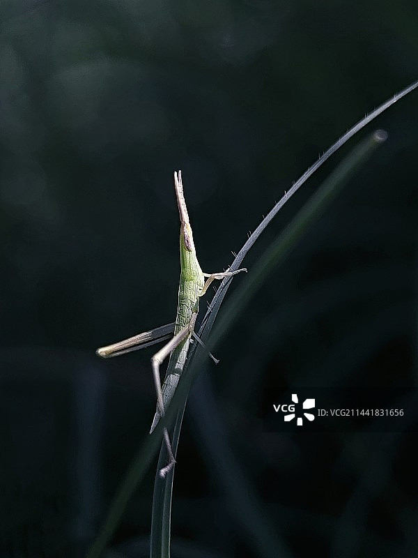 一路高升图片素材
