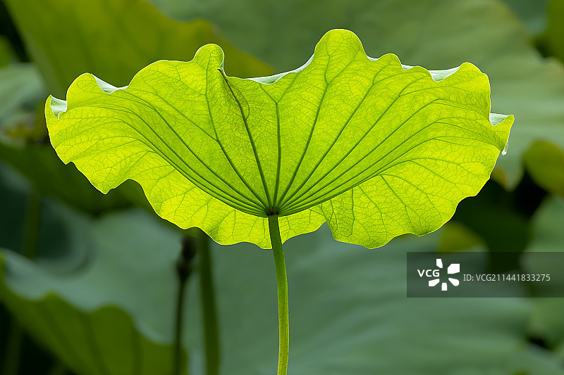 荷花叶子图片素材