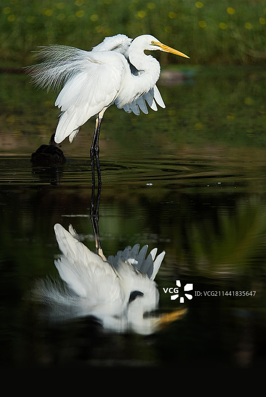外出随便拍鸟图片素材