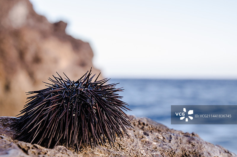 长得不好看的海胆图片素材