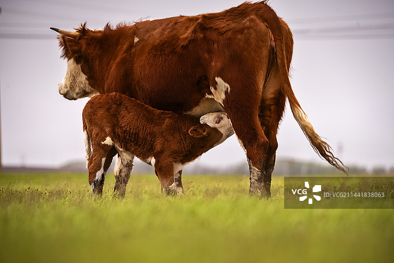 母子牛图片素材