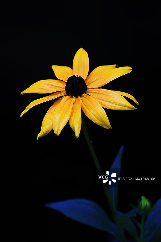 黑心金光菊图片素材