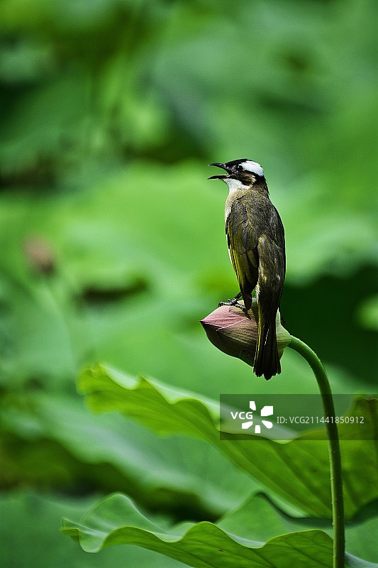 高歌引亢图片素材