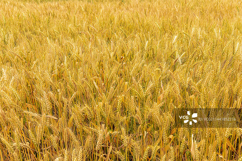 田野里成熟的麦子图片素材