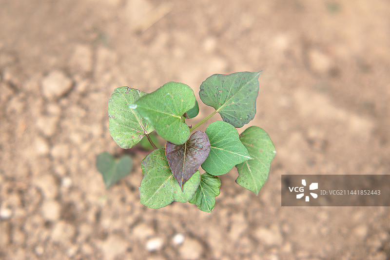 黄土地上栽种的红薯苗特写图片素材