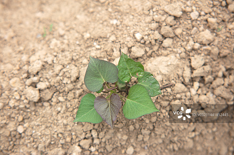 黄土地上栽种的红薯苗特写图片素材