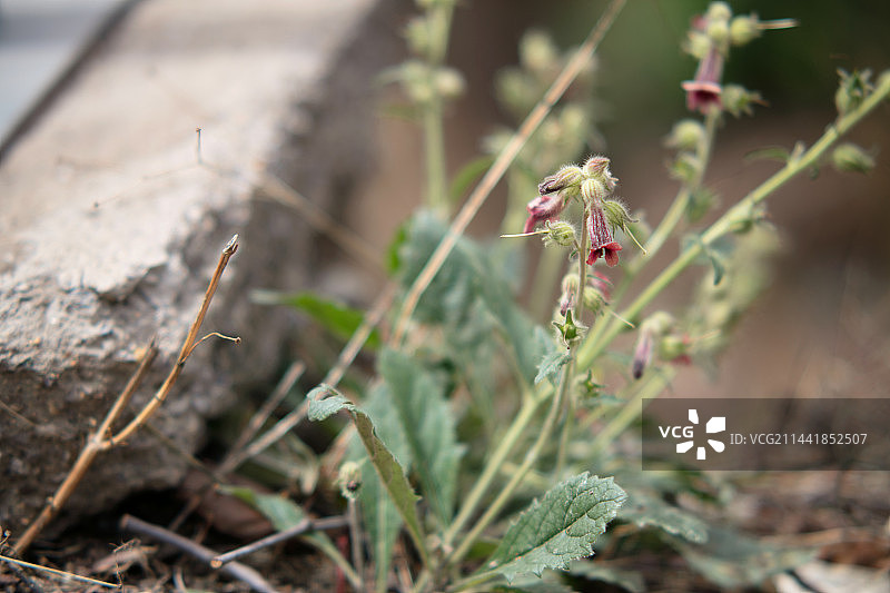 野生地黄中药图片素材