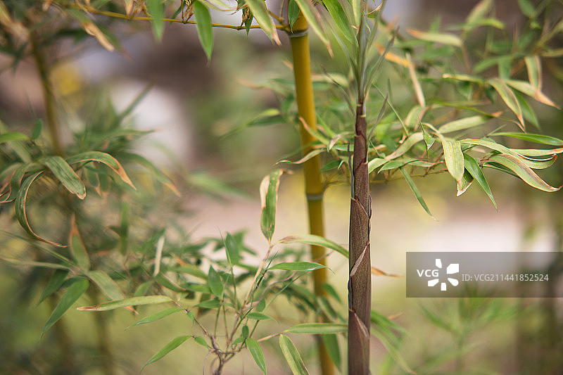 生长的竹笋特写图片素材