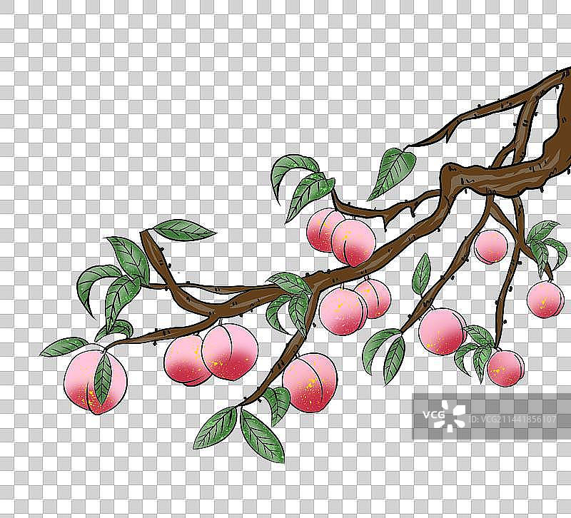 桃树上长满了桃子特写免扣素材图片素材