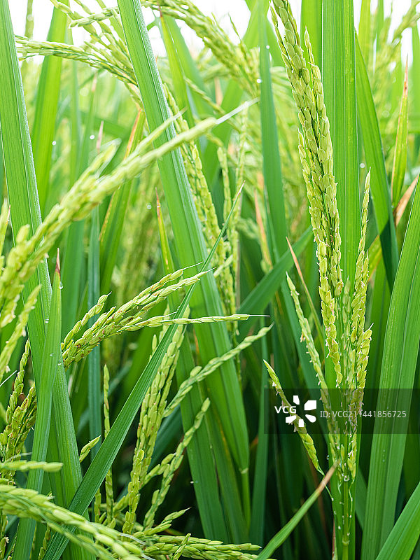 田野里即将成熟的水稻特写图片素材