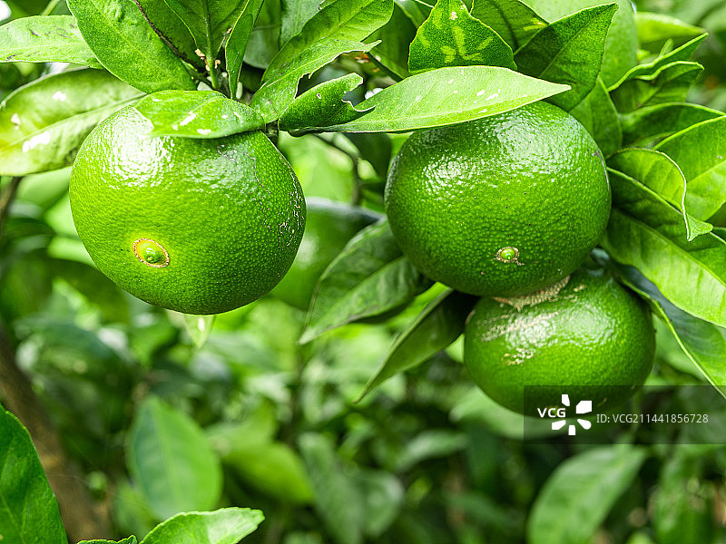 长在树上的几只绿色的桔子图片素材