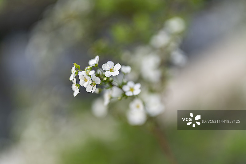 珍珠绣线菊图片素材