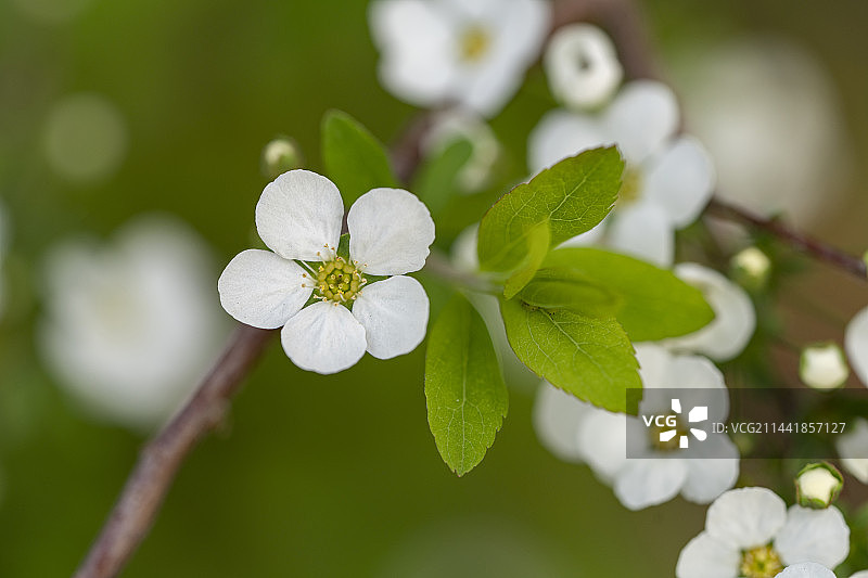 珍珠绣线菊图片素材
