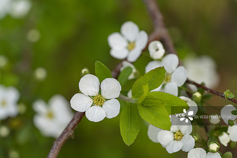 珍珠绣线菊图片素材