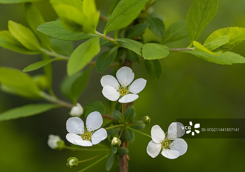 珍珠绣线菊图片素材