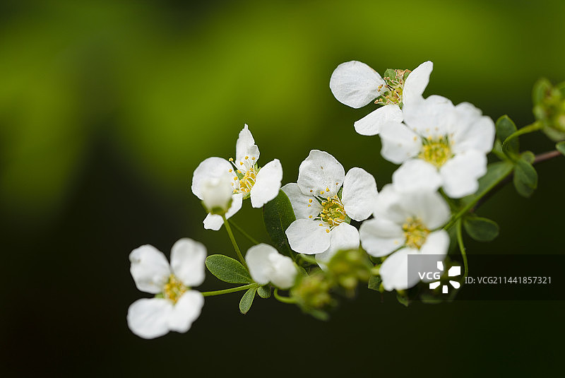 珍珠绣线菊图片素材