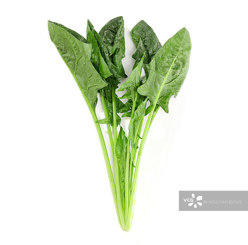 菠菜图片素材
