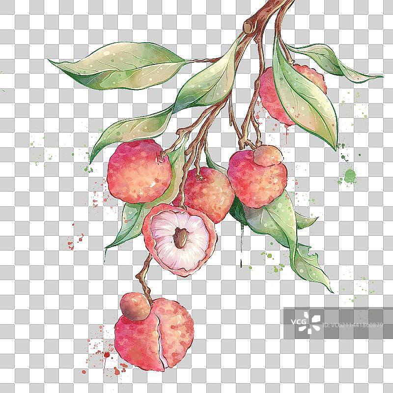 水彩风水果荔枝图片素材