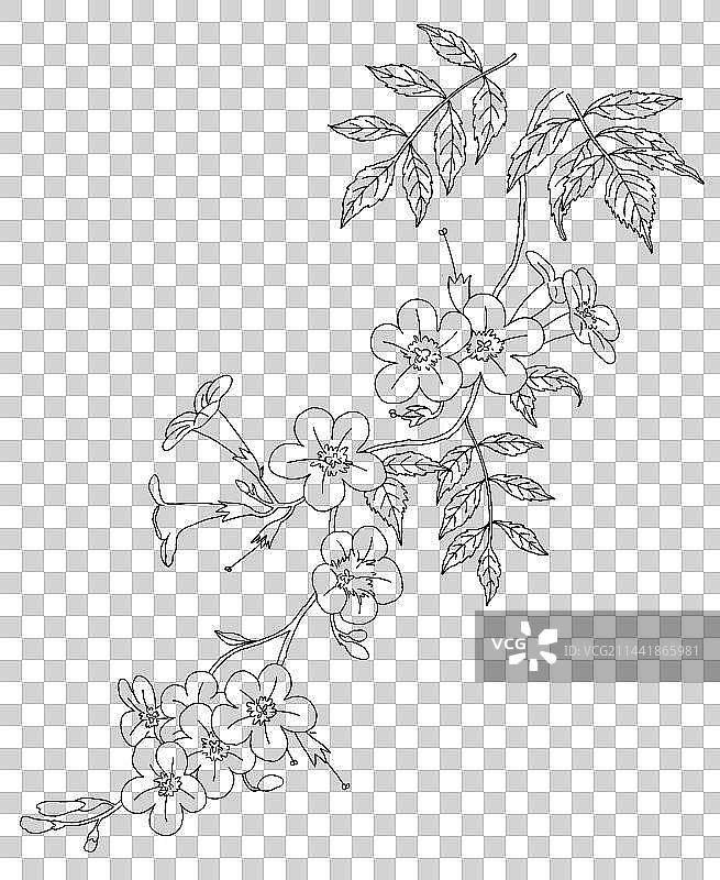凌霄花手绘线条插画图片素材