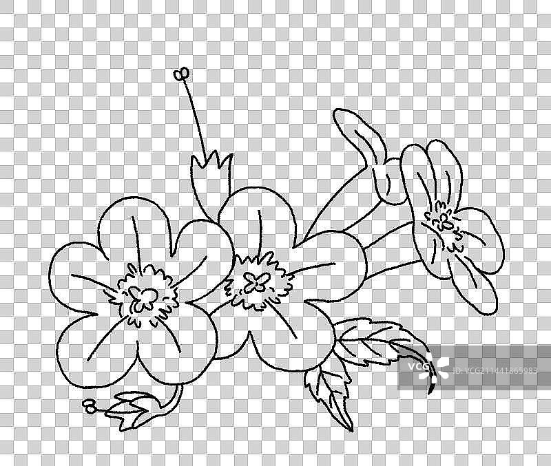 凌霄花手绘插画图片素材