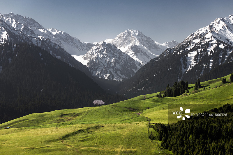 新疆伊犁恰西草原图片素材