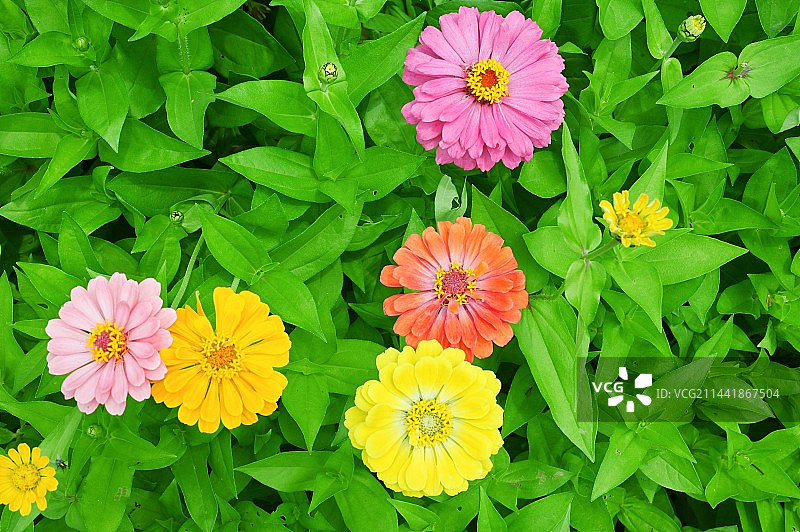 粉红色开花植物的高角度视图图片素材