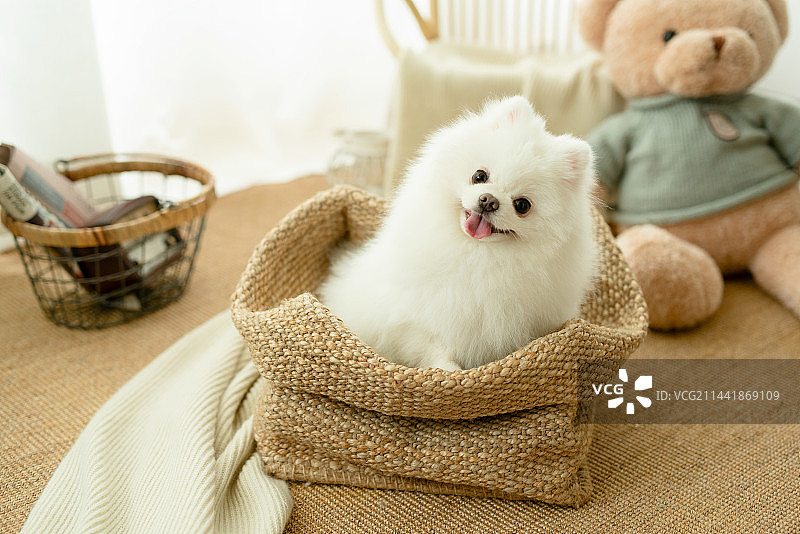 家有爱犬图片素材