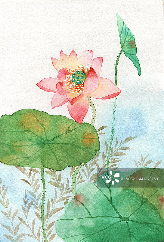 夏日荷花手绘图片素材