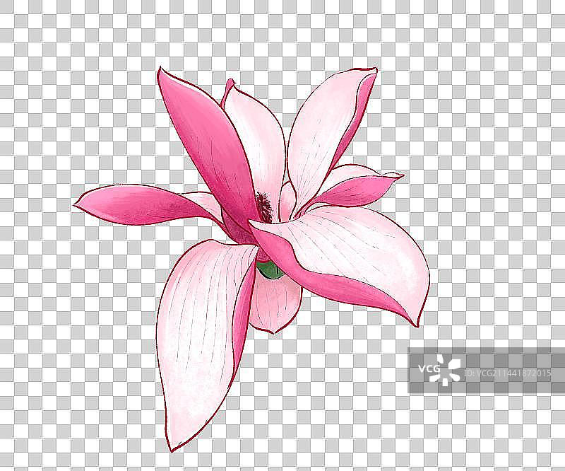 玉兰花图片素材