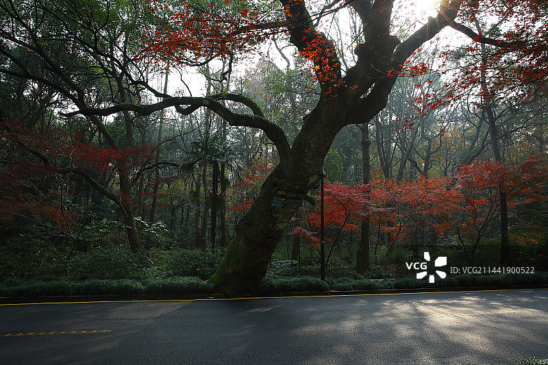 杭州西湖风景秋天红枫水杉红叶图片素材