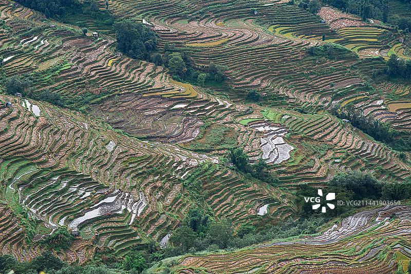 收割后的梯田图片素材