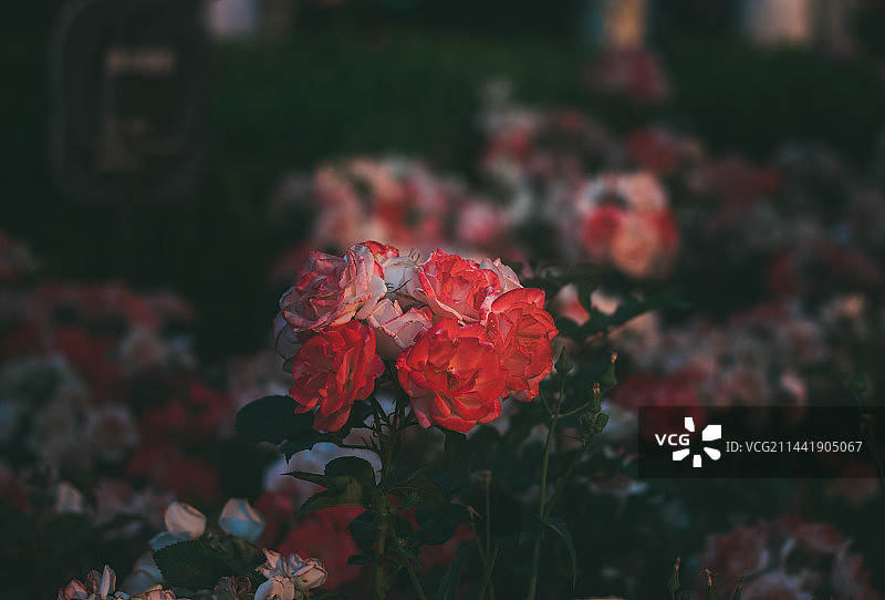 云南昆明大观公园图片素材