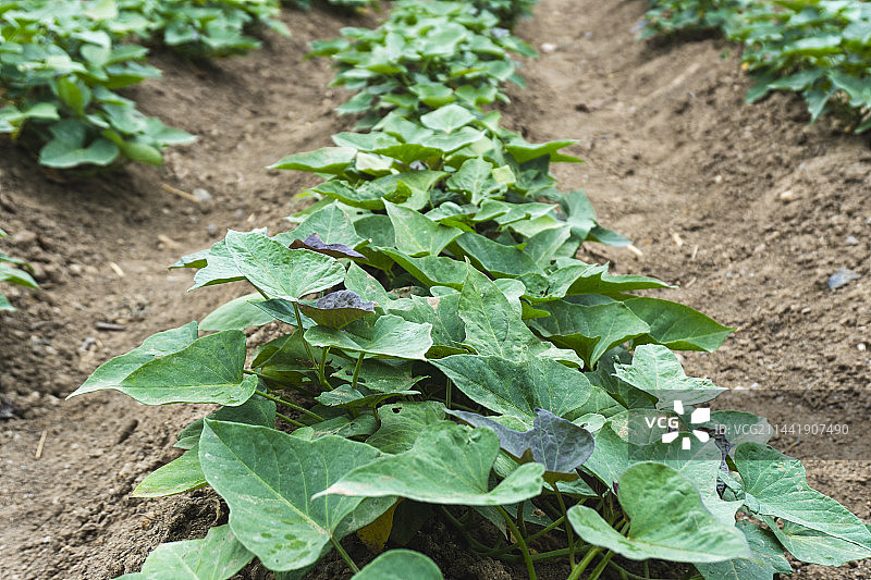 菜地里正在生长的红薯图片素材