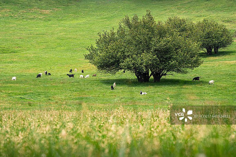 重庆武隆仙女山国家森林公园图片素材