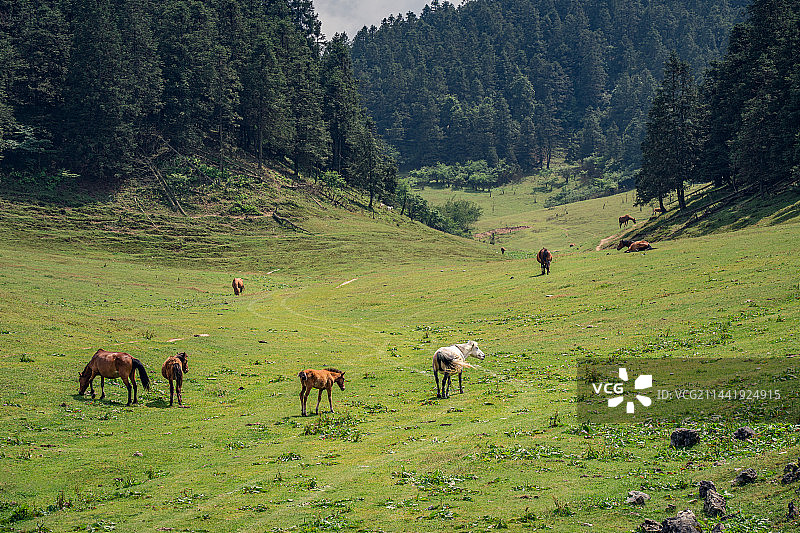 重庆武隆仙女山国家森林公园图片素材