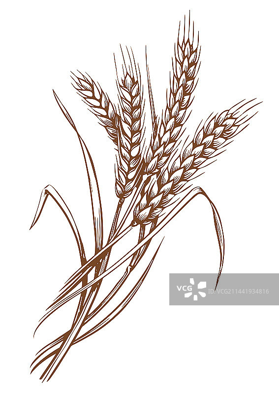 带有谷物有机小麦穗图片素材