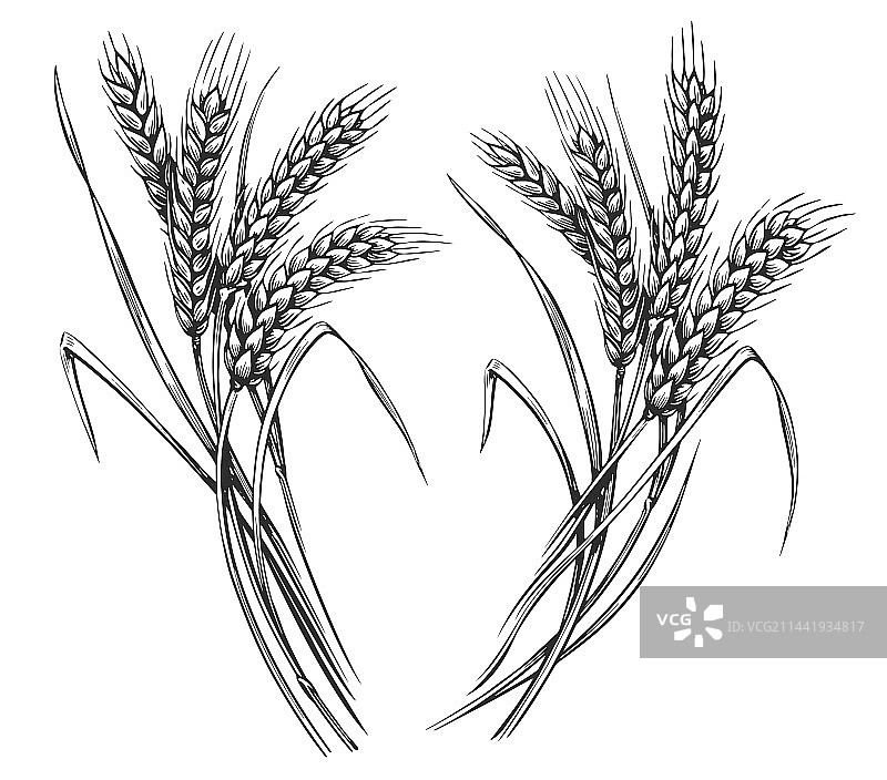 手绘小麦穗草图图片素材