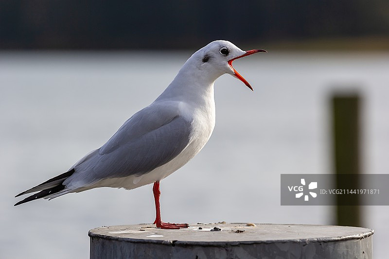 不惧风雨的海鸥图片素材