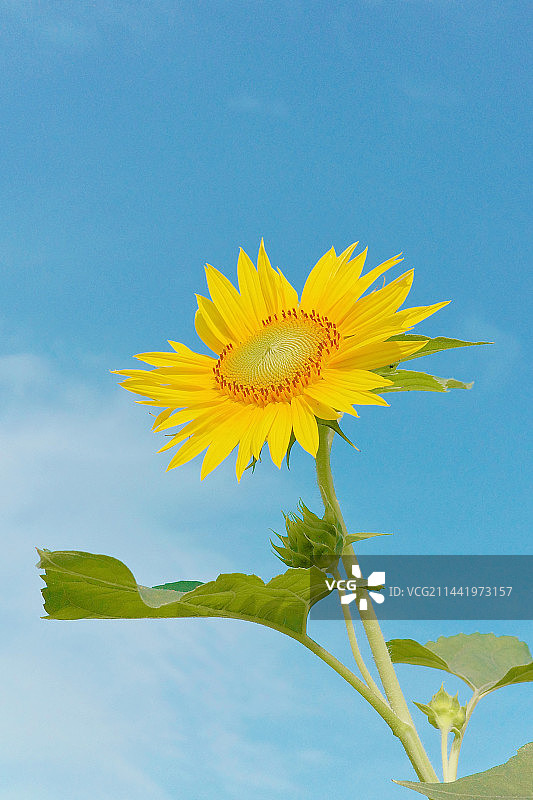 向日葵图片素材