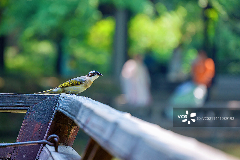 鸟栖息在园林木栏杆和远景穿汉服的游人图片素材