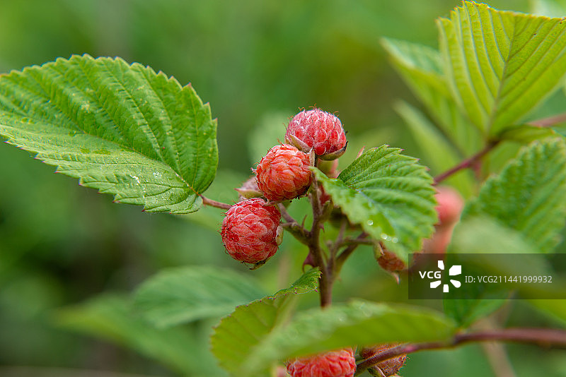 植物上生长的红浆果特写镜头   蔷薇科悬钩子属植物图片素材