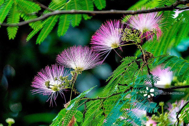 合欢花开图片素材