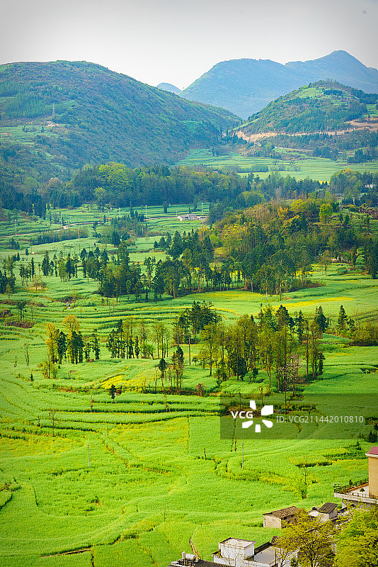 云南罗平螺丝田图片素材