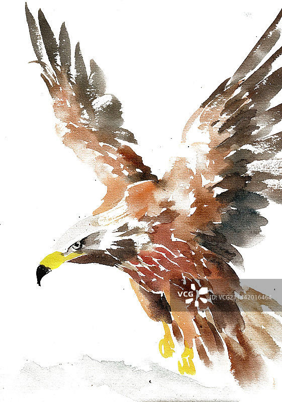 展翅的雄鹰图片素材